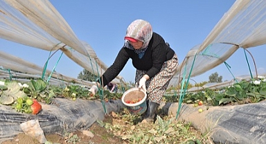 Örtü altında yetiştirilen tescilli çileğin hasadı sürüyor