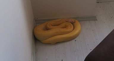 Bir evde albino piton bulundu