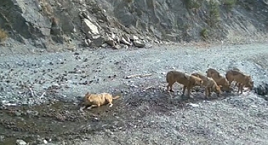 Akdeniz ve Ege'deki yaban hayatı fotokapanlarla görüntülendi