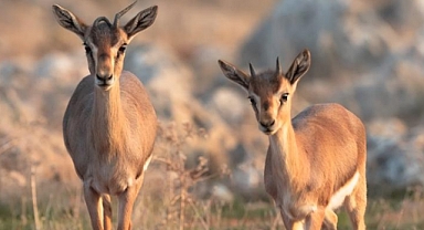 Dünyanın En Hızlı Gelişen Sektörlerinden Biri Turizmdir