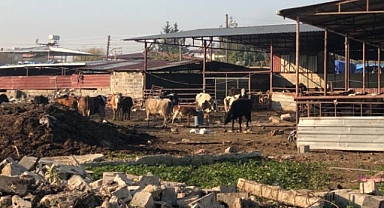 HAYVANCILIĞA BİR DARBE DE DEPREM VURDU