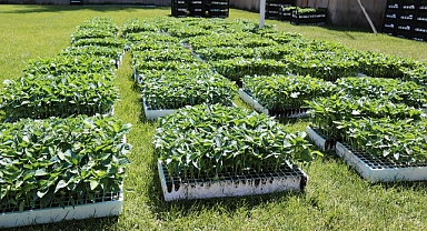 400 çiftçiye 500 bin sebze fidesi dağıtıldı
