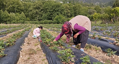 Destekle kurulan bahçeden müşteriler satın alacakları çilekleri kendileri topluyor