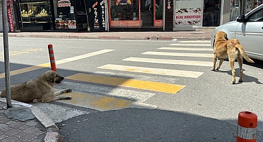 Hatay'da sahipsiz köpekler, öğrencilere saldırdı