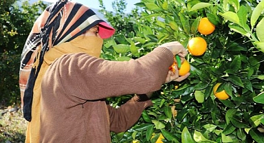 NARENCİYECİNİN MALI DALDA KALMAMALI