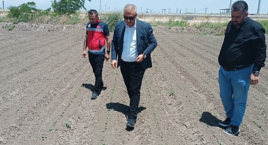 Pamuk Tohumlarının Arazi Kontrolleri Gerçekleştirildi