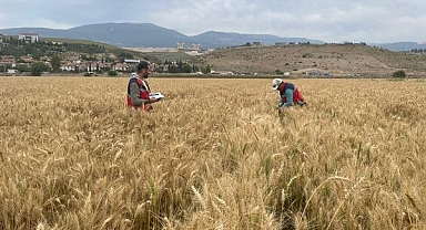 Tarla Kontrol Çalışmaları Devam Ediyor