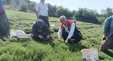 Türkmen, Kekik Hasadına Katıldı