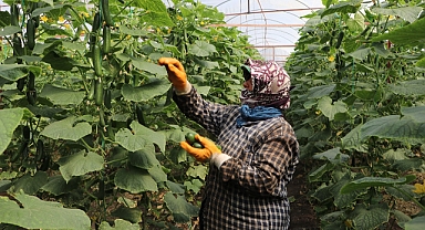 Yetiştirilen salatalıklar ihracata hazırlanıyor