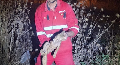 15 Metrelik Kuyuya Düşen Tilki Kurtarıldı