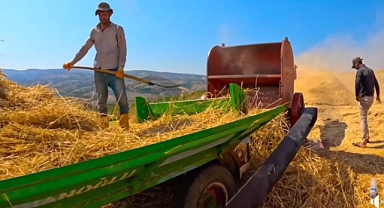Altınözü'nde Buğday Hasadı Başladı