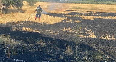 Anız Yangını Zeytinliğe Sıçramadan Söndürüldü