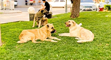 BAKAN YUMAKLI TEHLİKEYE DİKKAT ÇEKTİ: TÜRKİYE’DE 4 MİLYON BAŞIBOŞ KÖPEK VAR