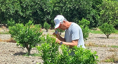Narenciye Bahçelerinde Hastalık Kontrolleri Devam Ediyor