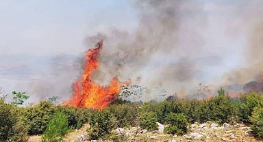 Orman Yangını Bilançosu Açıklandı