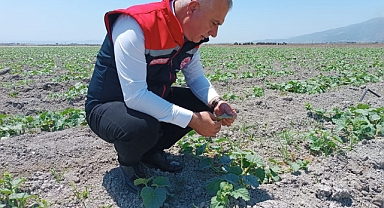 Türkmen,  Kavun Arazilerini İnceledi