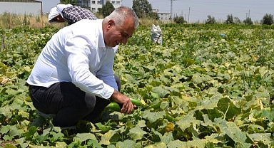 Türkmen, Salatalık Hasadına Katıldı