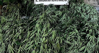 1 kilogram esrar ve 188 kök Hint keneviri ele geçirildi