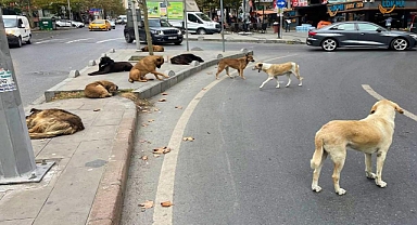 BAŞIBOŞ KÖPEK SORUNU ÇÖZÜLMELİ