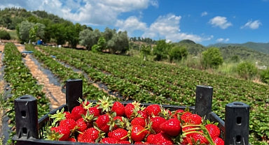 Hatay'da çilek hasadı Sürüyor