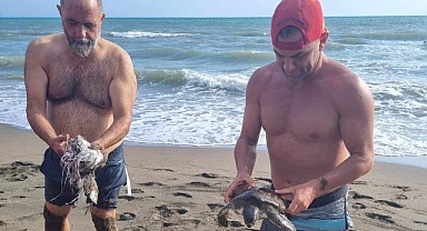 Hatay'da denizde çuvala takılan caretta caretta yavrusu kurtarıldı
