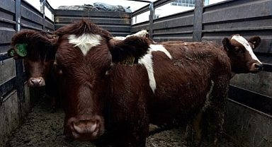 İskenderun’da Angus Kabusu