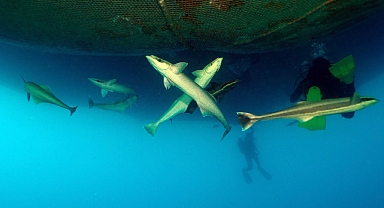 İskenderun Körfezinde Kum Köpek Balıkları Görüntülendi