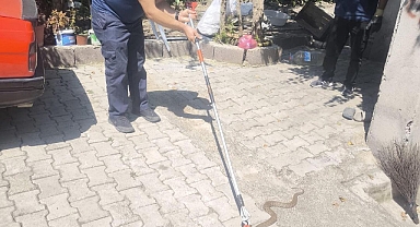 Merdiven Boşluğuna Giren Yılanı İtfaiye Ekibi Çıkarttı