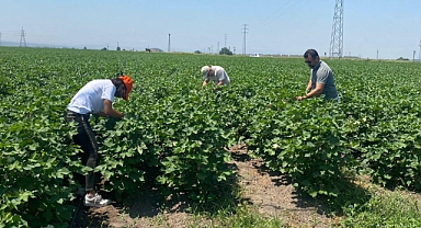Pamuk Üreticilerine Destek