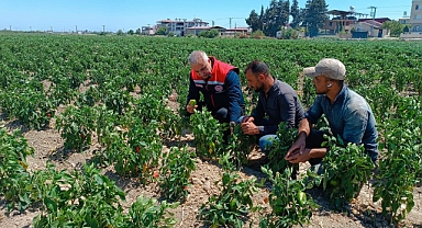 Türkmen, Biber Arazilerinde İncelemelerde Bulundu