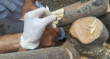 Zeytin Ağaçlarında Kuruma Tehlikesi