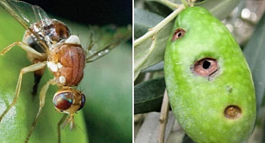 Zeytin Sineği Tehlikesi Başlıyor