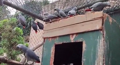 309 Jako Türü Papağana El Koyuldu