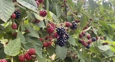 Ahududu ve böğürtlenler kadınların gelir kapısı oldu
