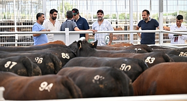 Büyükbaş üreticisinden besiciye aracılık masraflarını ortadan kaldıran mezat