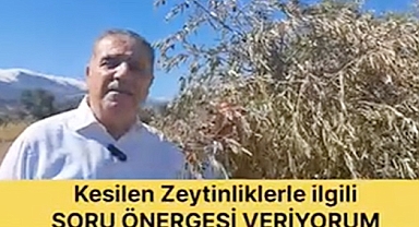CHP HATAY MİLLETVEKİLİ GÜZELMANSUR: “ZEYTİN AĞAÇLARI YOLA KURBAN EDİLDİ”