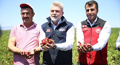 Coğrafi işaret tescilli biberde hasat başladı