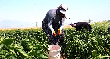 Hatay'da hasadına başlanan kapya biber tarlada alıcı buluyor