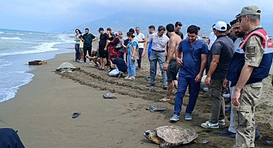 Hatay'da tedavileri tamamlanan 5 kaplumbağa denize bırakıldı