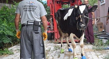 Sağlıklı Hayvan, Sağlıklı Ürün Verir