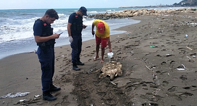 Samandağ sahilinde yaralı caretta caretta bulundu