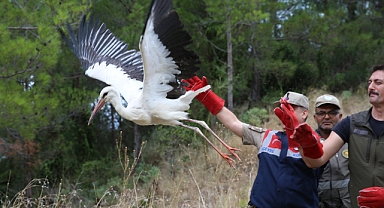 Tedavileri Tamamlanan Karaca Ve 2 Leylek Doğaya Salındı