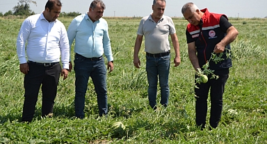 Türkmen, Karpuz Arazilerinde İncelemelerde Bulundu