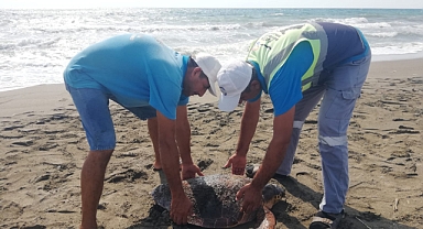 Yaralı Caretta Caretta Tedaviye Alındı
