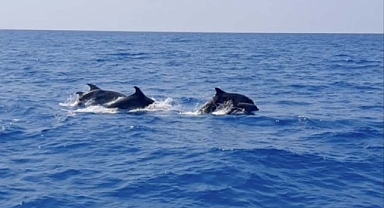 Yunuslar, Tekneye Eşlik Etti