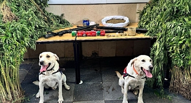 1623 kök Hint keneviri ve 6 kilo 580 gram esrar ele geçirildi