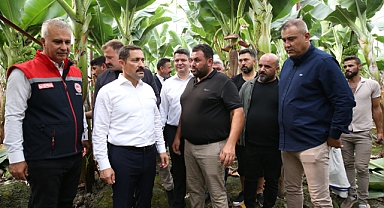 20 Dekarlık Muz Serası Açıldı