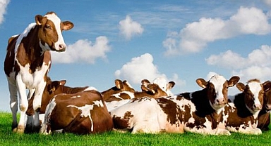 Büyükbaş Hayvan Sayısı 16 Milyon 555 Bin Baş Oldu