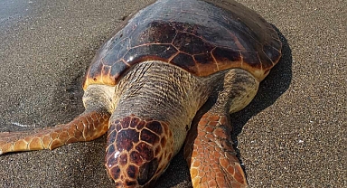 Sahilde Ölü Caretta Caretta Bulundu