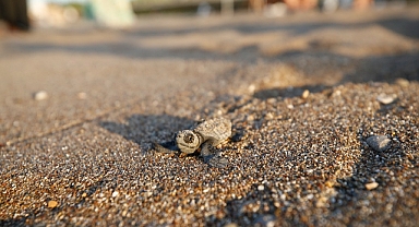 Sahillerdeki caretta caretta yuva sayısı 6 bine ulaştı